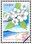 二十世紀梨の花と弓ヶ浜