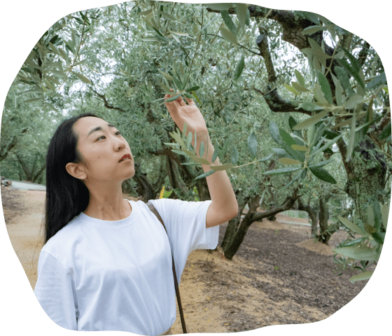 食後は樹齢100年のオリーブの原木を見学 