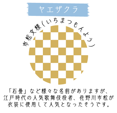 ヤエザクラ 市松文様（いちまつもんよう） 「石畳」など様々な名前がありますが、江戸時代の人気歌舞伎役者、佐野川市松が衣装に使用して人気となったそうです。