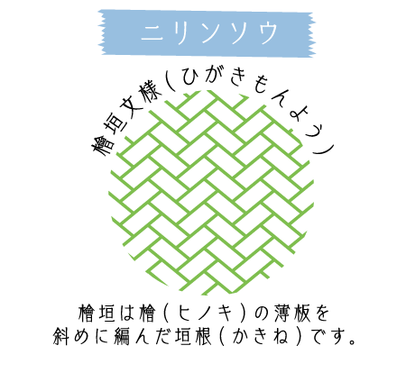 ニリンソウ 檜垣文様（ひがきもんよう） 檜垣は檜（ヒノキ）の薄板を斜めに編んだ垣根（かきね）です。