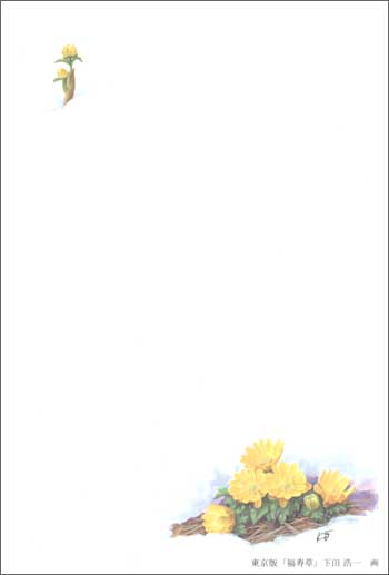 福寿草