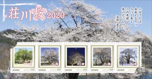 オリジナル フレーム切手セット「荘川桜 2020」の販売開始