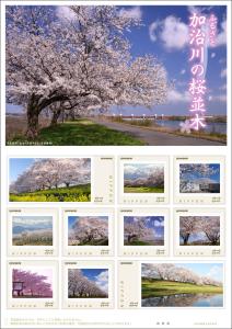 オリジナルフレーム切手「ふるさと　加治川の桜並木」の販売