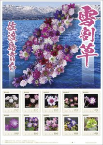オリジナル フレーム切手「雪割草 佐渡島育ち」 の販売開始および贈呈式の開催