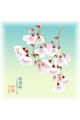【画像】4月：枝垂桜（しだれざくら）