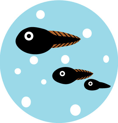 オタマジャクシのイラスト画像