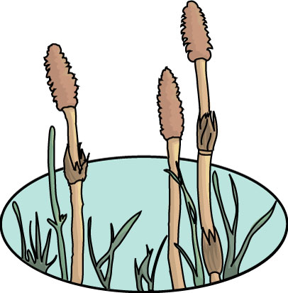 ツクシのイラスト画像