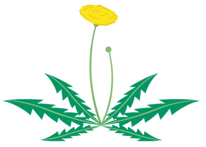 タンポポのイラスト画像