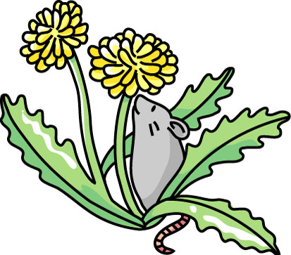 タンポポのイラスト画像