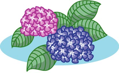 アジサイのイラスト画像
