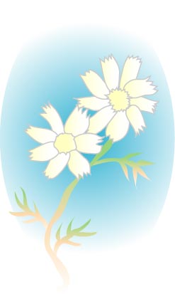 白いコスモスのイラスト画像