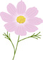 コスモスのイラスト画像