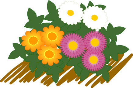 小菊のイラスト画像