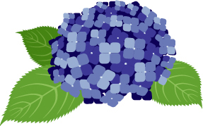 アジサイのイラスト画像