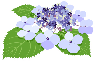 ガクアジサイのイラスト画像