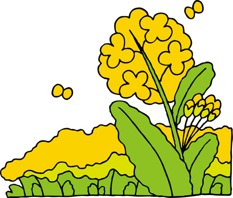 菜の花畑のイラスト画像