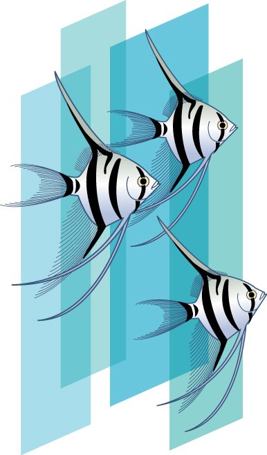 エンゼルフィッシュのイラスト画像