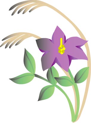 キキョウのイラスト画像