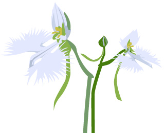 サギソウのイラスト画像