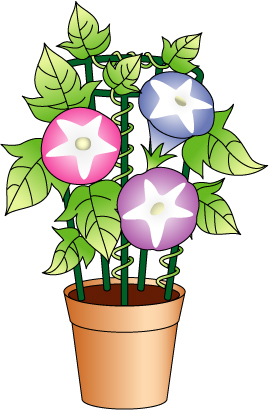 アサガオのイラスト画像