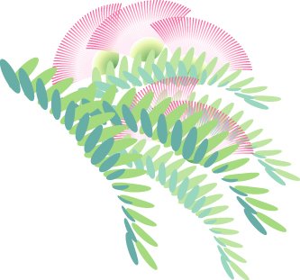 ネムノキのイラスト画像