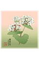【画像】10月：蕎麦（そば）