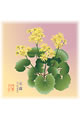【画像】12月：石蕗（つわぶき）