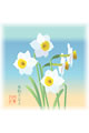 【画像】1月：水仙（すいせん）