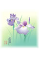 【画像】5月：花菖蒲（はなしょうぶ）