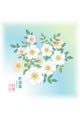 【画像】6月：野薔薇（のばら）