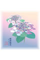 【画像】6月：額紫陽花（がくあじさい）