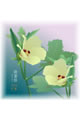 【画像】8月：陸蓮根（オクラ）