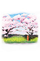 【画像】4月：福岡県・朝倉市　甘木の桜